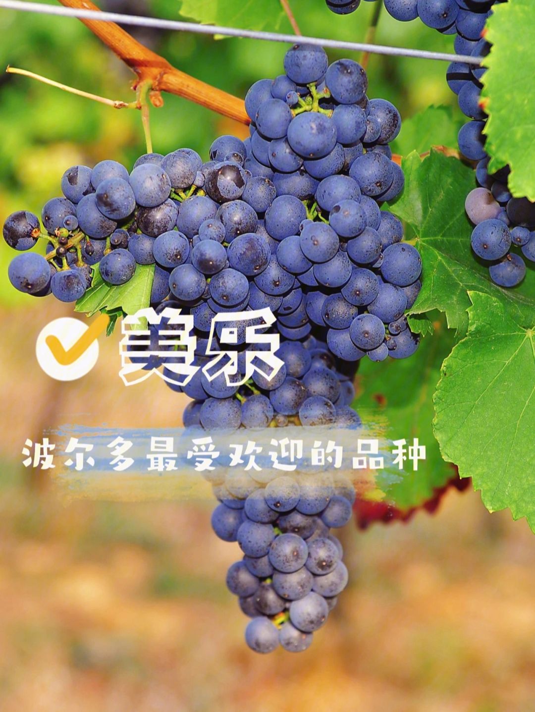 美乐(美乐蒂石膏娃娃涂色)