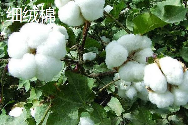 棉花信息(中园棉花信息网)