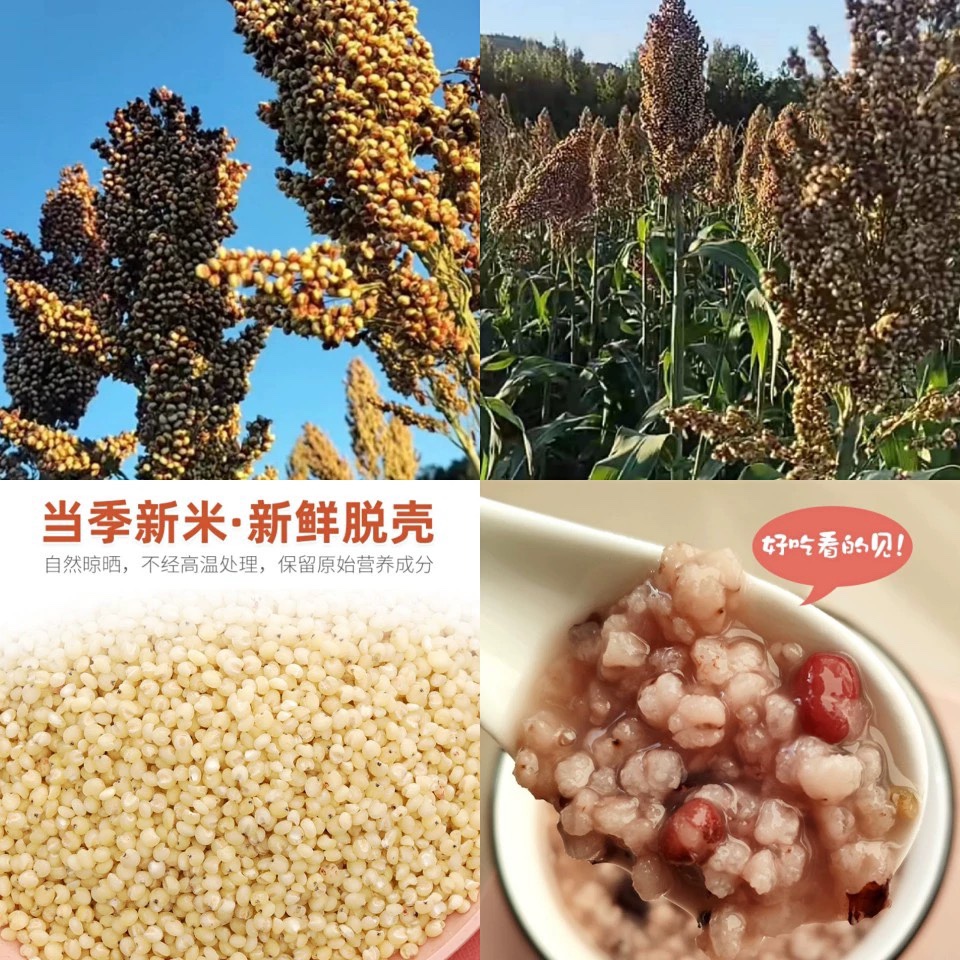 米有(米有虫子还能吃吗)